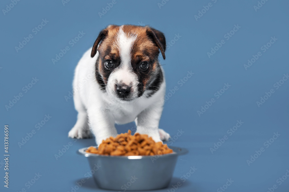 Wall mural Puppy eats dog food from a bowl