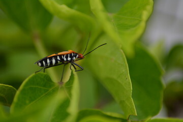 Fototapeta na wymiar Close-up portrait or small bug resting on a leaf