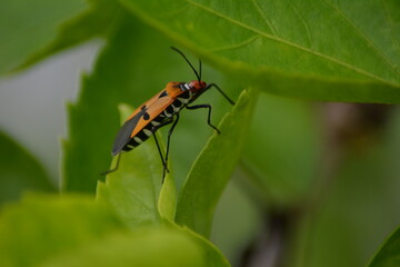 Close-up portrait or small bug resting on a leaf