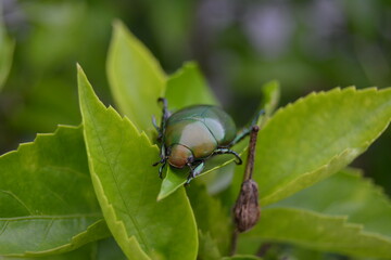Close-up portrait or beetle resting on a leaf