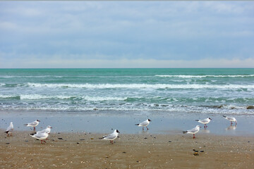 Gulls on the sandy beach in Rimini