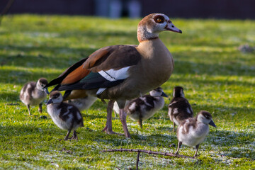 Egyptian Goose (Alopochen aegyptiacus)