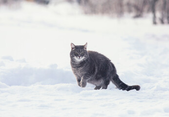 beautiful tabby cat sitting in the winter garden in a fluffy snow