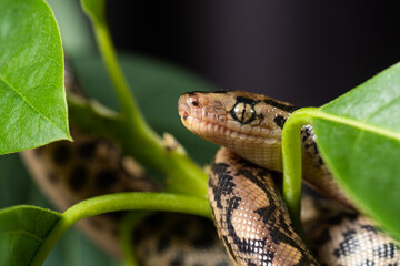Closeup of water snake is a non venomous.
