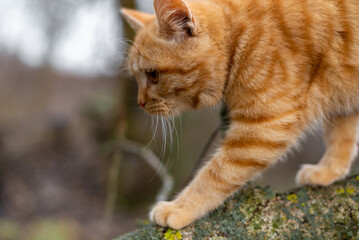 Ginger kitten climbs the tree in autumn