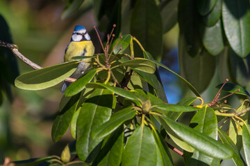 Eurasian Blue Tit Cyanistes caeruleus)