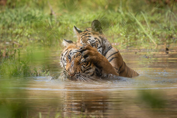 Tiger Cubs playing in water at Tadoba Tiger Reserve, India.