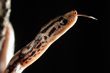 Close up portrait of a garter snake with copy space