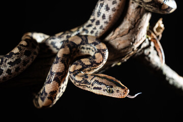 Snake getting ready to strike