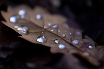 Herbstblatt mit Wassertropfen