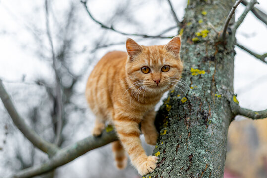 Ginger kitten climbs the tree in autumn