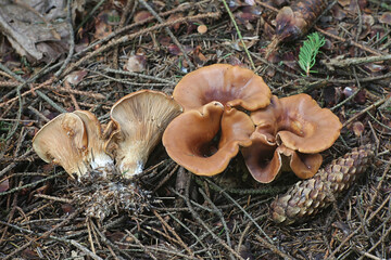 Hohenbuehelia petaloides, known as Shoehorn Oyster, wild mushroom from Finland