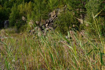 Summer forest with young birches and silky grass.