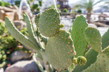 Beautiful big green cactus at the exotic garden
