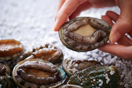 Fresh raw abalone on the chef's hand 
