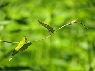 green leaves on a branch