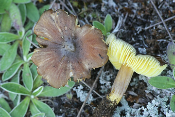 Hygrocybe spadicea, known as date waxcap, wild mushroom from Finland