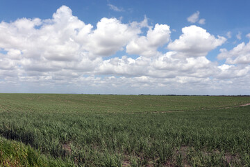 Sugarcane plantation located in the state of Alagoas, Brazil. Its scientific name is Saccharum officinarum.