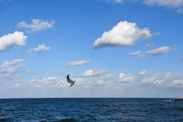 Seagull diving into the water for fishing  