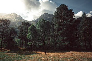 Russia, Caucasus, Dombay, sunny forest on the background of mountains