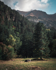 Russia, Caucasus, Dombay, cows graze on the background of mountains and forests on a sunny day