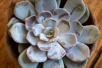 The mexican peacock echeveria  (Echeveria Peacockii) succulent