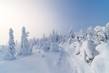 Wonderful winter heaven, snow covered trees on the summit of Hog's back mountain, Gaspésie,...