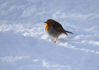 Robin Red Breast standing in snow.