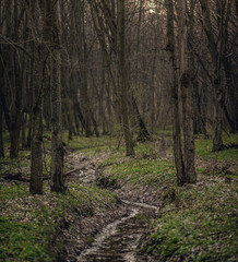 Fototapeta premium Winter forests