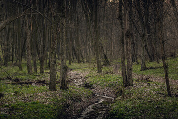 Obraz premium Winter forests