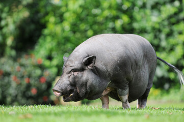 pot-bellied pig running on meadow
