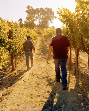 Mark Aubert and wine grower Ulises Valdez in the Ritchie Chardonnay Vineyard, Sonoma County
