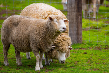 優しい顔のひつじ