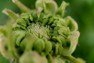 Macro photo of small beautiful green flowers