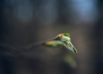 Nature in morning