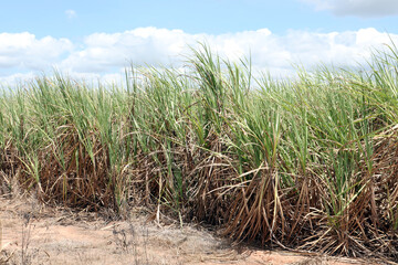 Sugarcane plantation located in the state of Alagoas, Brazil. Its scientific name is Saccharum officinarum.