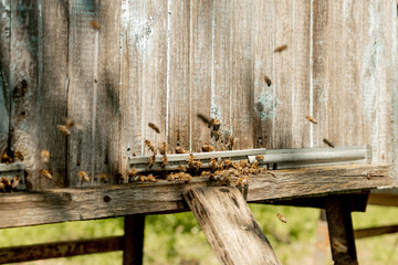 A close-up view of the working bees bringing flower pollen to the hive on its paws. Honey is a beekeeping product. Bee honey is collected in beautiful yellow honeycombs.