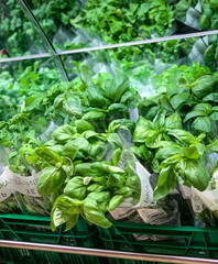 Fresh basil on the counter of the grocery market