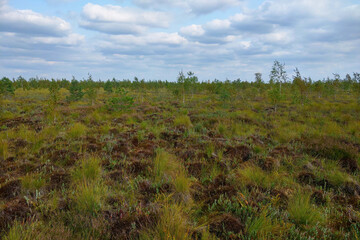 Obraz premium Young green swamp in early spring. Swampy area.