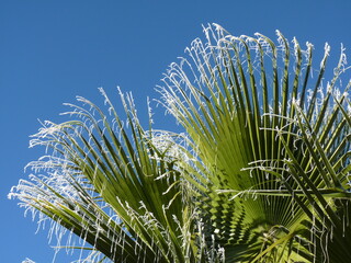 Palmenblätter im Winter P1180793