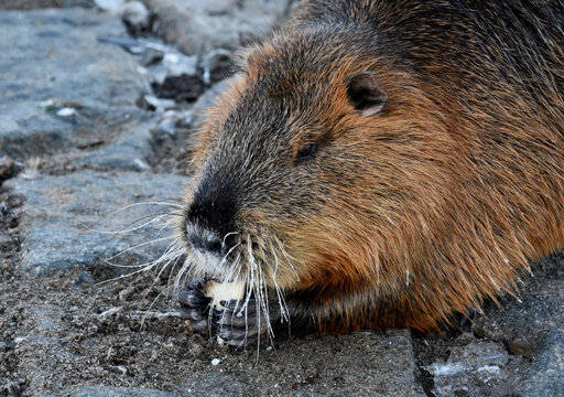 Coypu in the Prague city stock images. Nutria in winter images. Close Up photography of a single nutria while eating