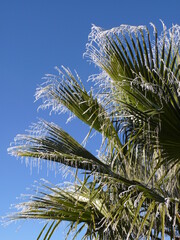 Palmenblätter im Winter P1180798