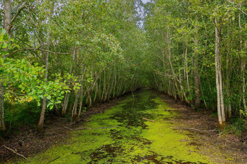 Nice view of the canal with green water and young trees.