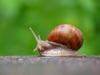 snail on wet stone