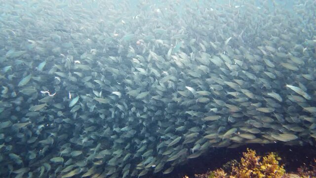 School of silverside little fish swim under sun shine and beams underwater ocean scenery. Bohol, Philippines.
