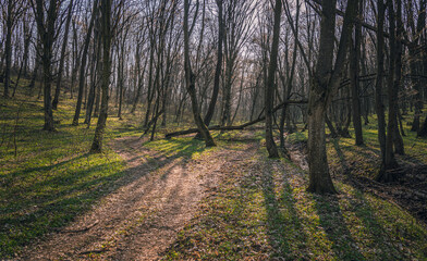 Spring landscape