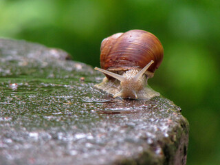 snail on wet stone