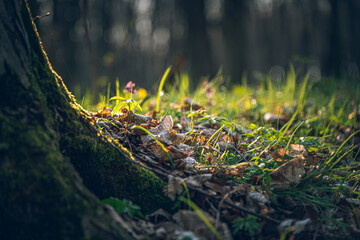 Spring nature