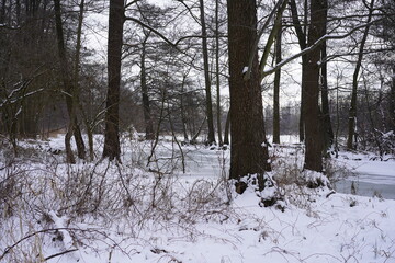 Blick hinter Bäumen auf einen zugefrorenen Fluss im Spreewald (Spree, Deutschland)