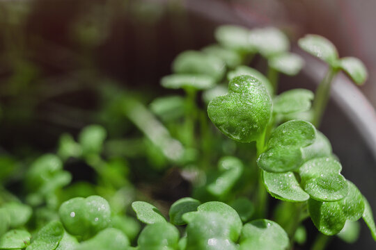 Microgreen arugula sprouts into seedling pots. Raw sprouts, microgreens, healthy eating concept. superfood grown at home